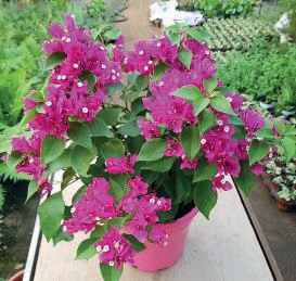 Bougainvillea Orange