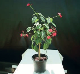 Jatropha