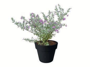 Leucophyllum Frutescens