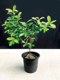 Ficus Panda
