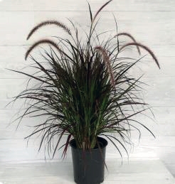 Pennisetum Rubrum