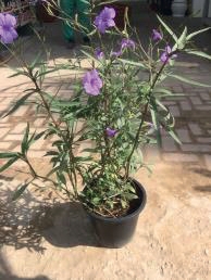 Ruellia