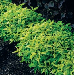 Alternanthera Green