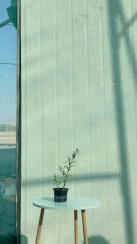 Sesuvium Portulacastrum