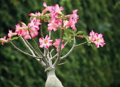 Adenium 'Desert Rose'