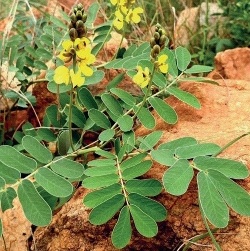 Senna italica