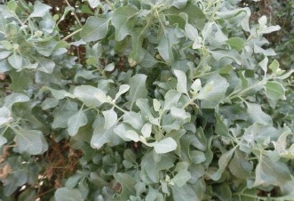 Atriplex
