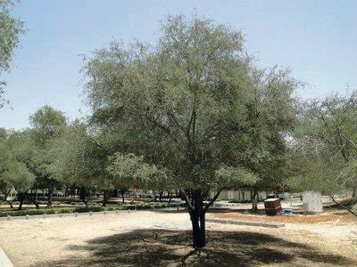 Acacia Arabica
