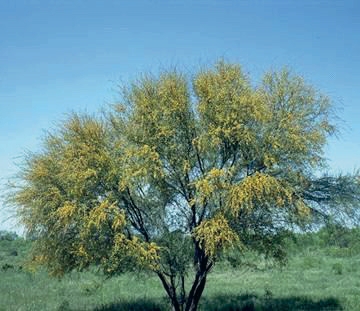 Acacia Farnesiana