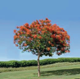 Delonix Regia
