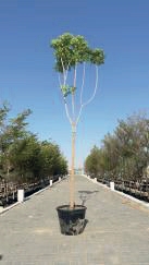 Millingtonia Hortensis