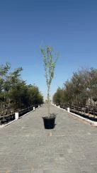 Pithecellobium Dulce