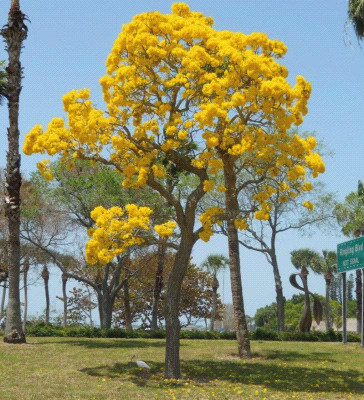 Tabebuia Argentea